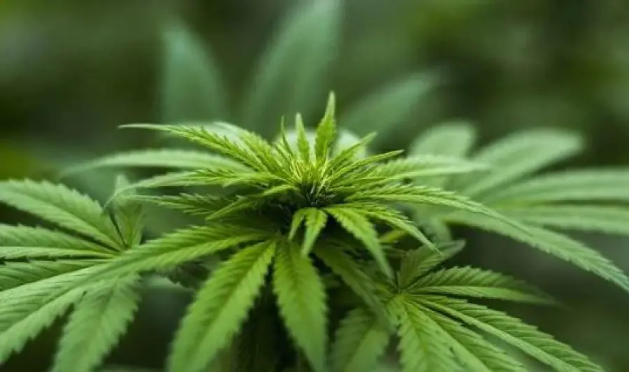 Cannabis in Europa: effetti devastanti sulla salute