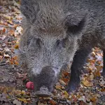 Incidente A1, tamponamento a catena causato da cinghiali