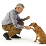 Come diventare istruttore cinofilo