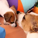 Salute, bambini e animali domestici in pericolo nelle case: allarme polveri dannose