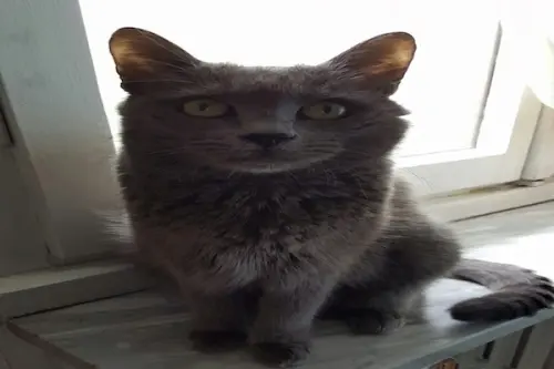 News Uomini e Donne, Gemma Galgani è disperata