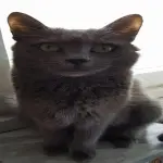 News Uomini e Donne, Gemma Galgani è disperata