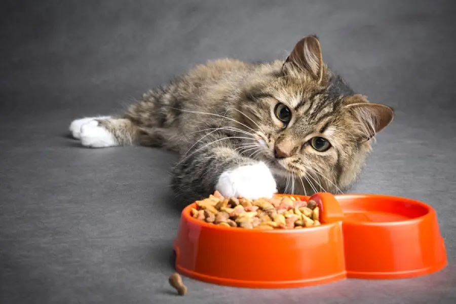 Come scegliere il giusto mangime per gatto?