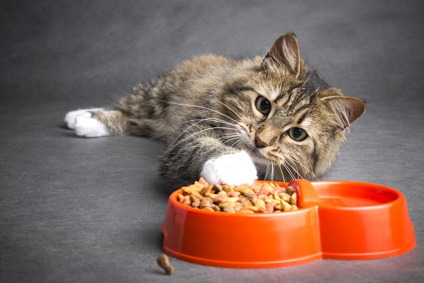 Come scegliere il giusto mangime per gatto?
