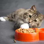 Come scegliere il giusto mangime per gatto?