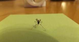 ZanzaMapp, app multipiattaforma per battere le zanzare in estate